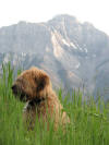 'Riley'  Canmore, Alberta