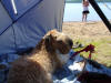 'Guinness'  Beachin' Sudbury