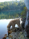 'Guinness'  Killarney Provincial Park