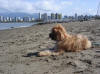'Jasper'  Vancouver, Brithish Columbia