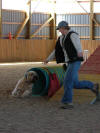 'Spencer'  Agility in Orillia