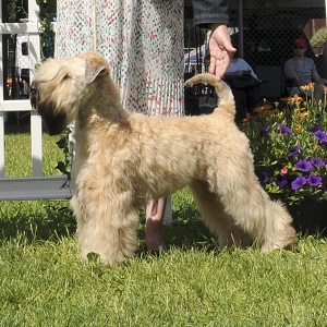 Aiden - the sire Aiden Wheaten Terrier Stud Services