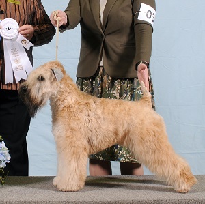 Keena - the dam Cleo Wheaten Terrier