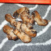 Wheaten Puppies