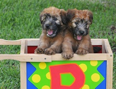 Eight week old wheaten terrier puppies Wheaten Terrier Puppies